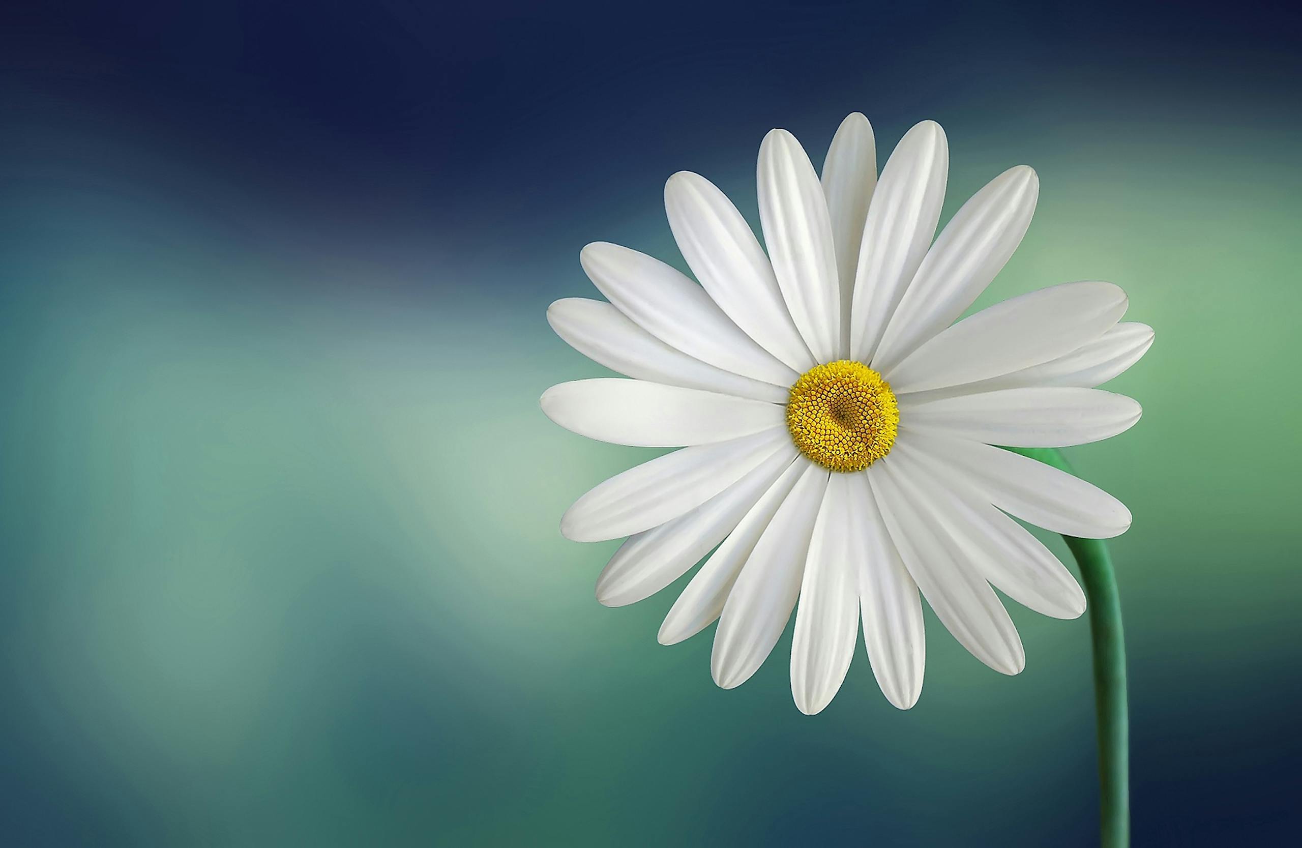 Beautiful close-up of a daisy flower with a soft blurry background, perfect for wallpapers.